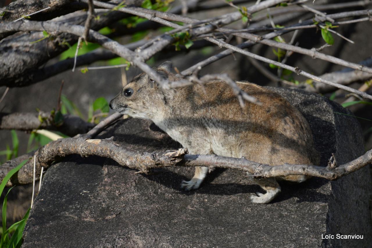 Daman/Hyrax (2)