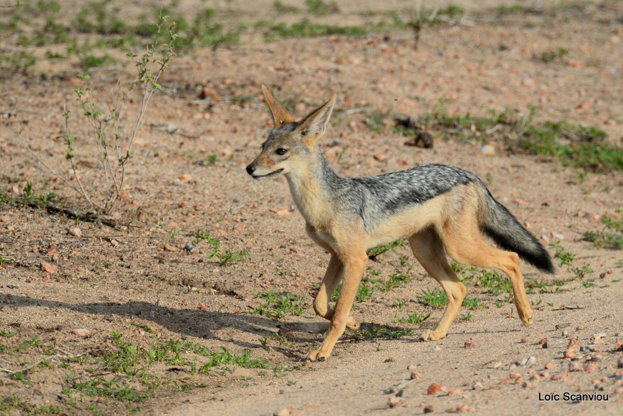 Chacal à chabraque/Black-backed Jackal (6)