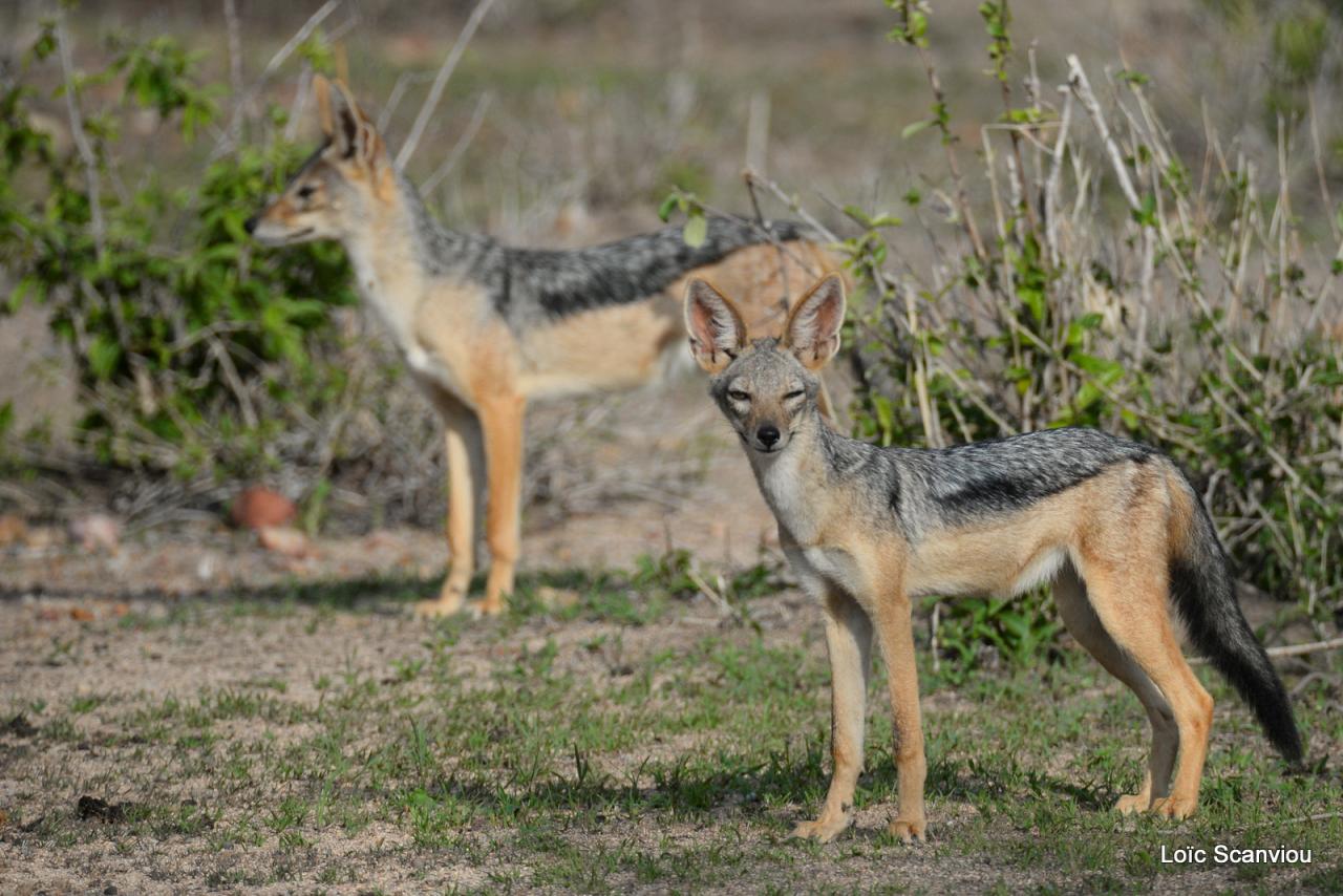 Chacal à chabraque/Black-backed Jackal (7)
