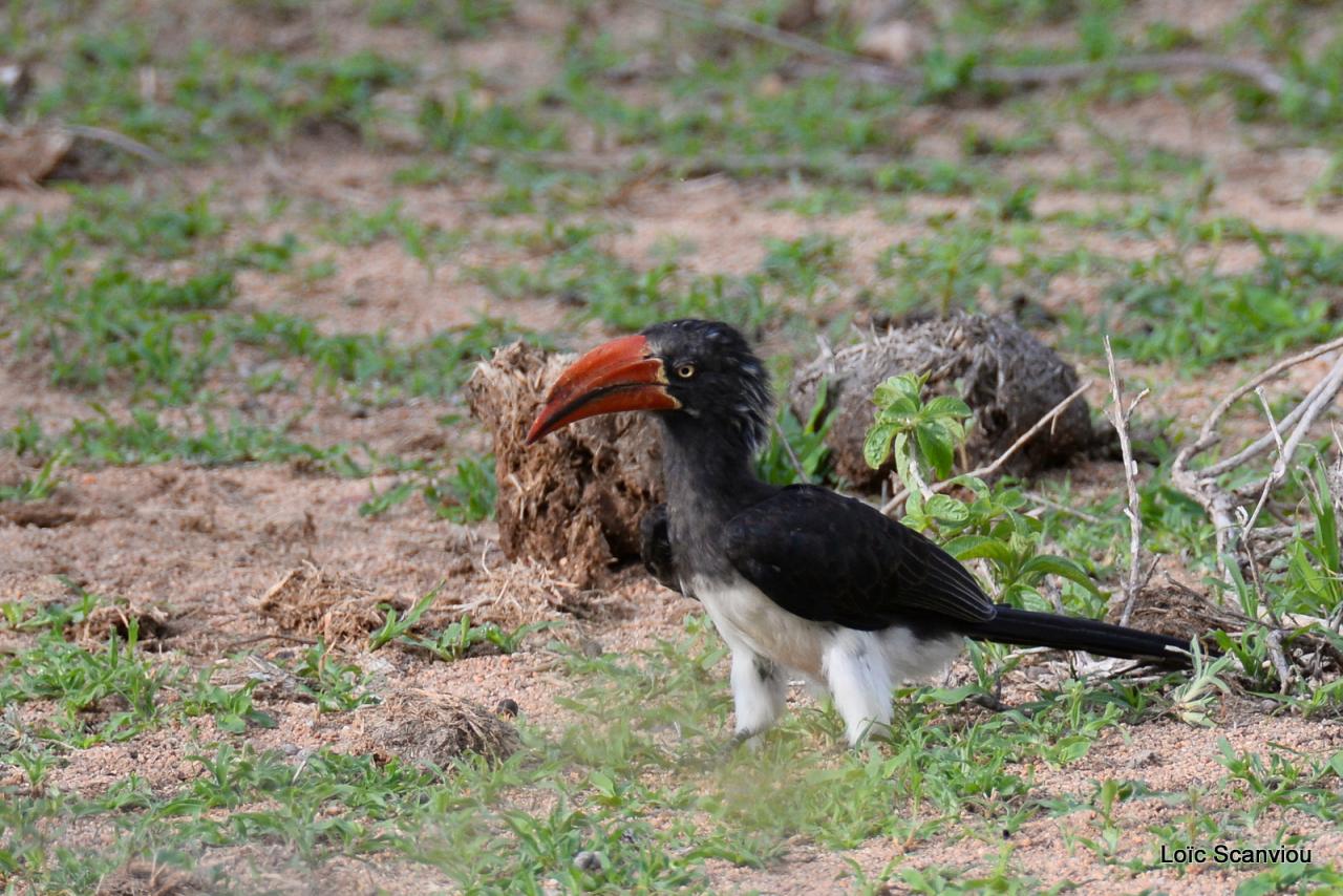 Calao couronné/Crowned Hornbill (2)
