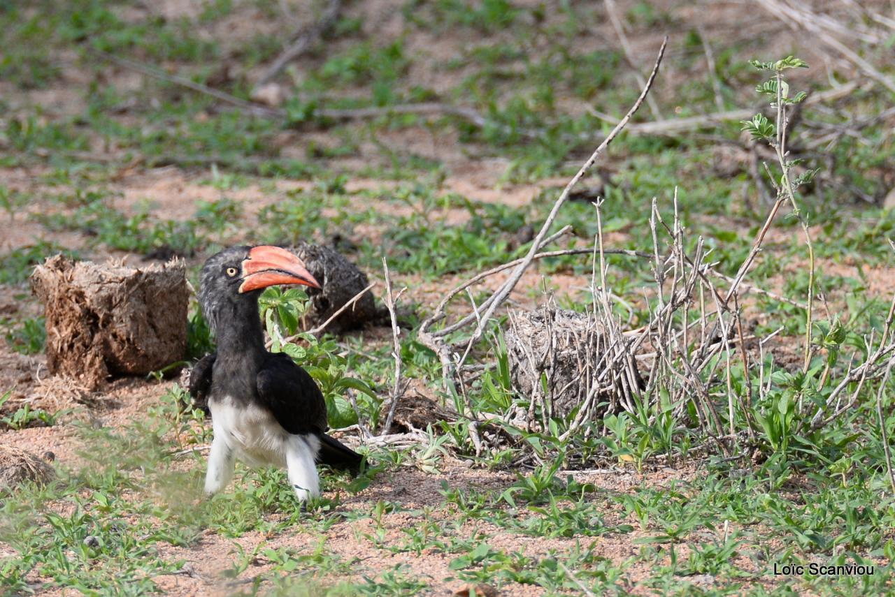 Calao couronné/Crowned Hornbill (3)