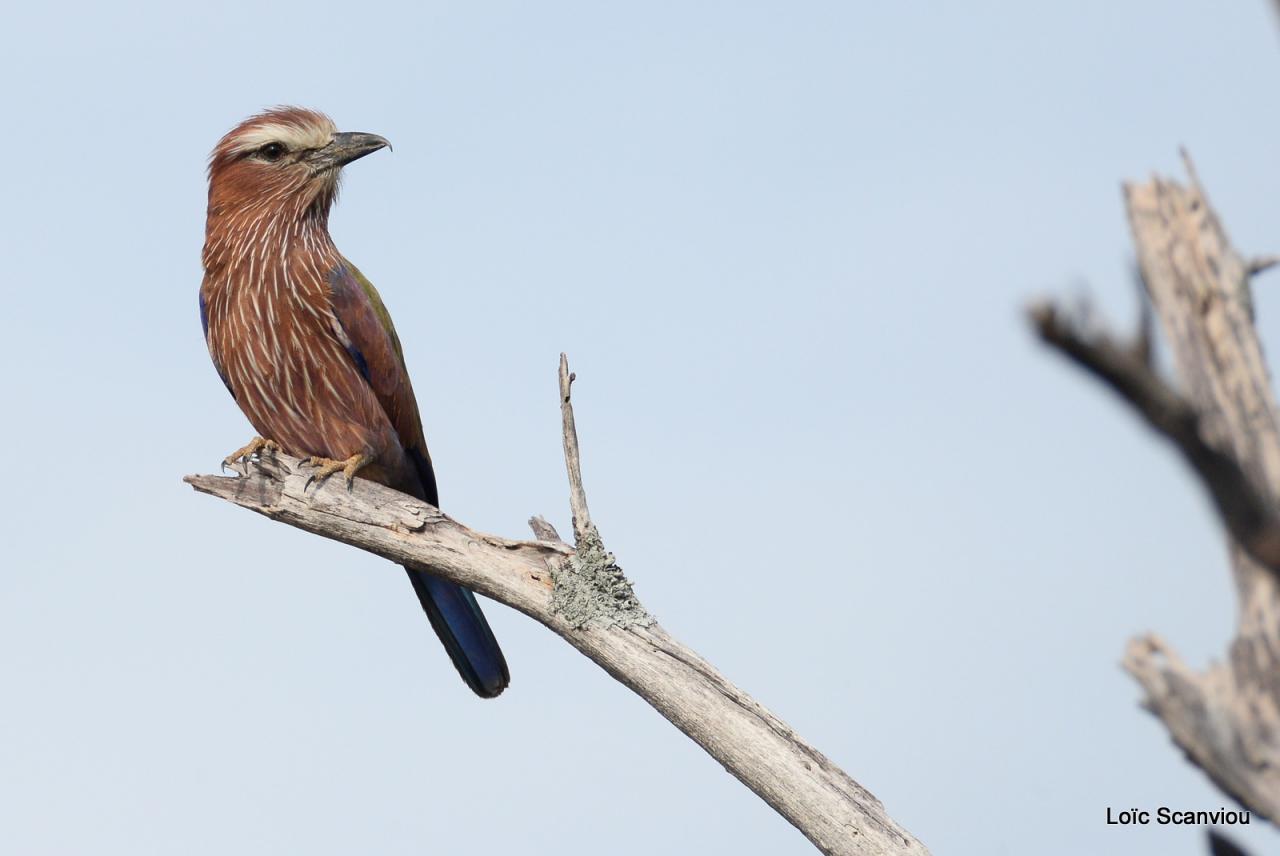 Rollier varié/Rufous-crowned Roller (3)