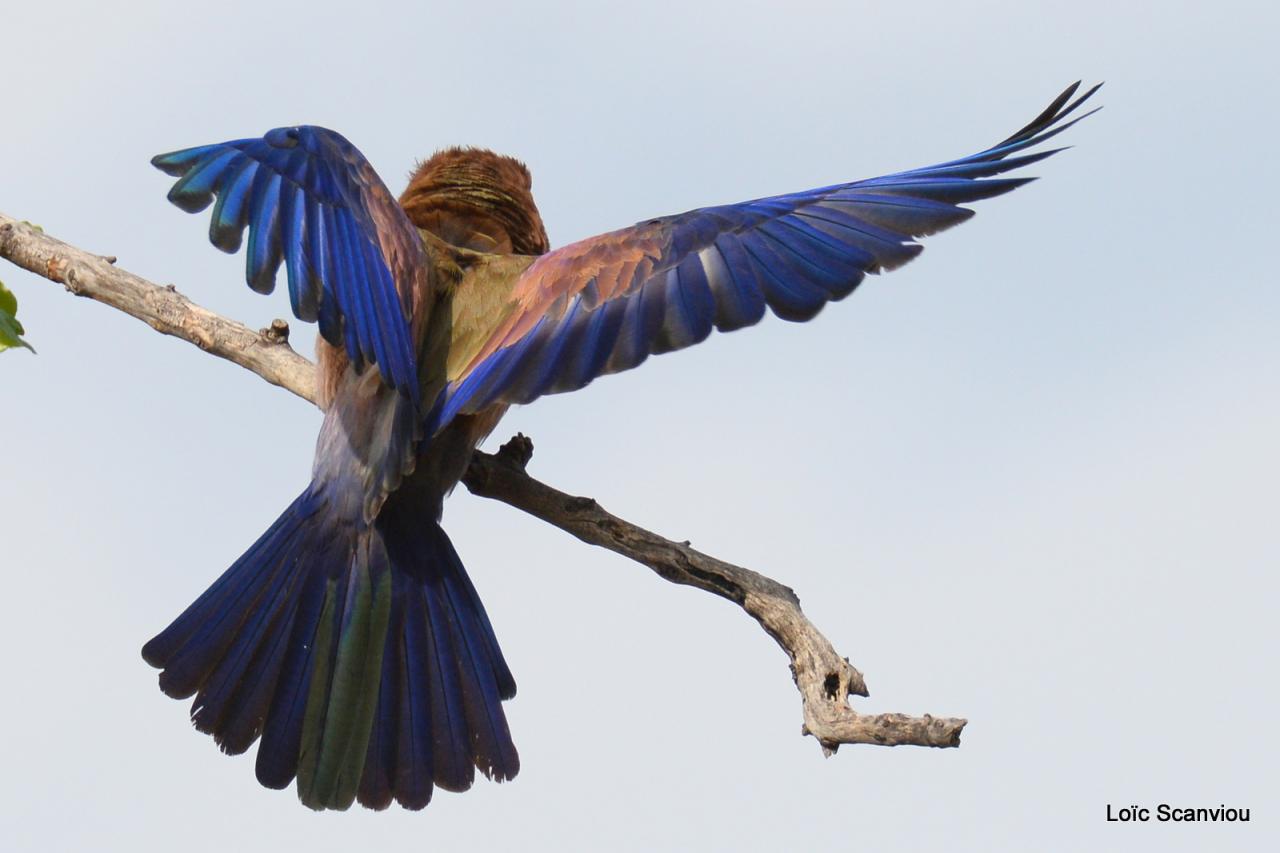 Rollier varié/Rufous-crowned Roller (4)
