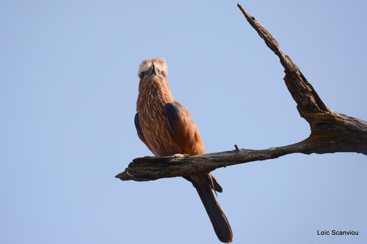 Rollier varié/Rufous-crowned Roller (5)