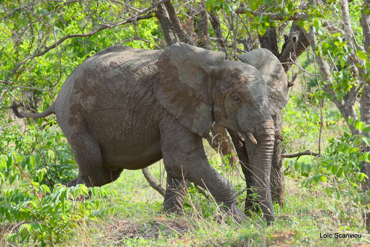 Eléphant (110)