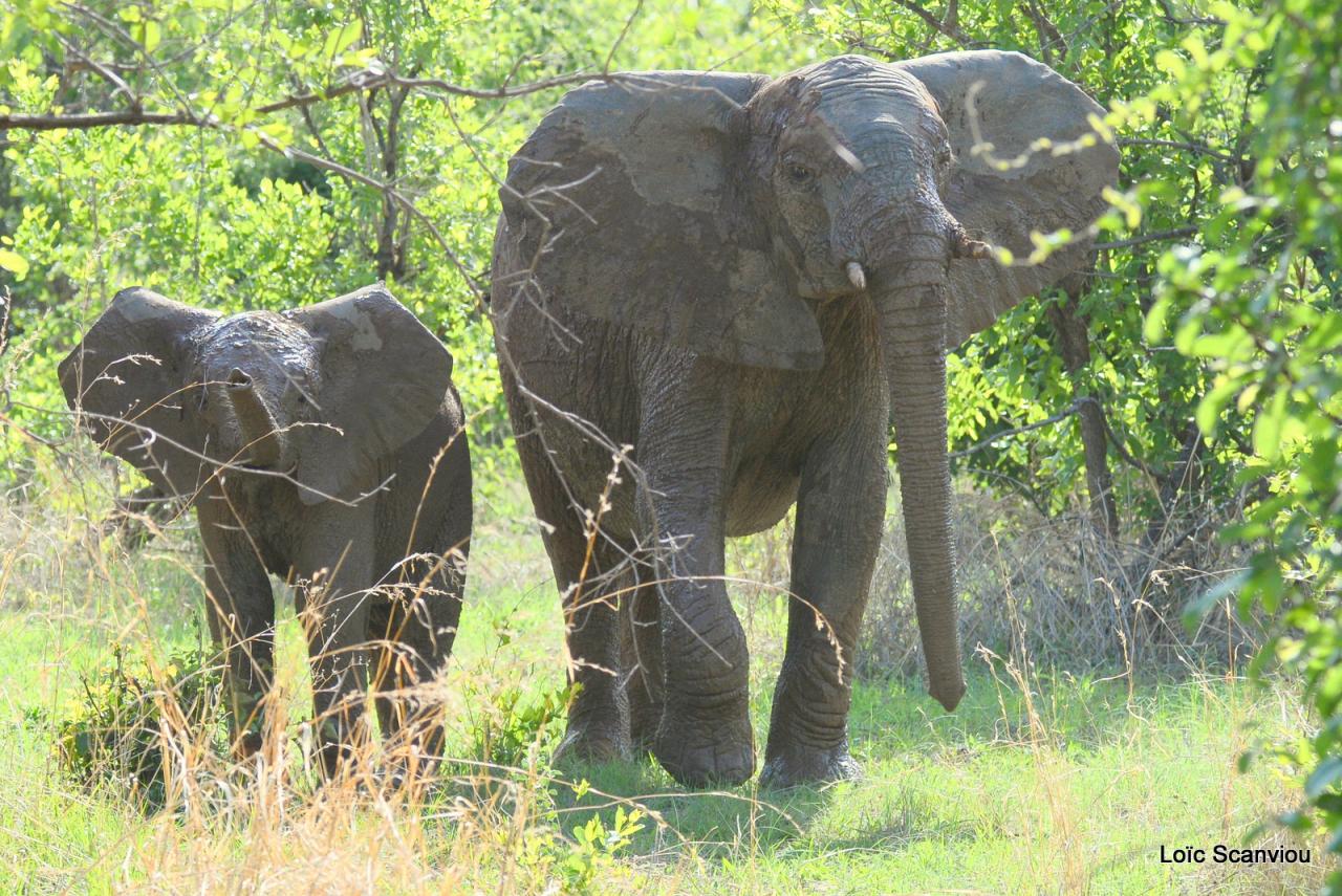 Eléphant (111)