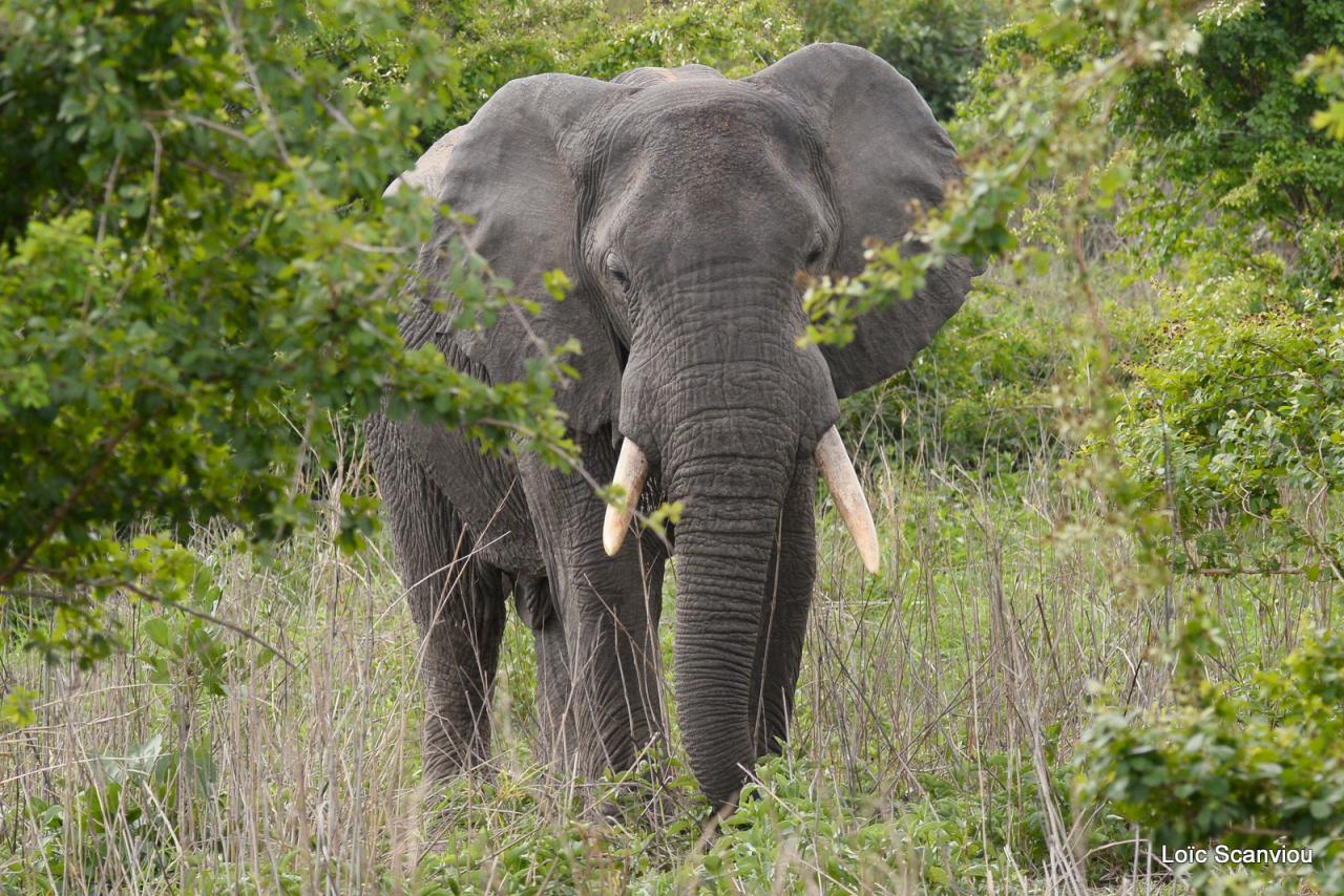 Eléphant (112)
