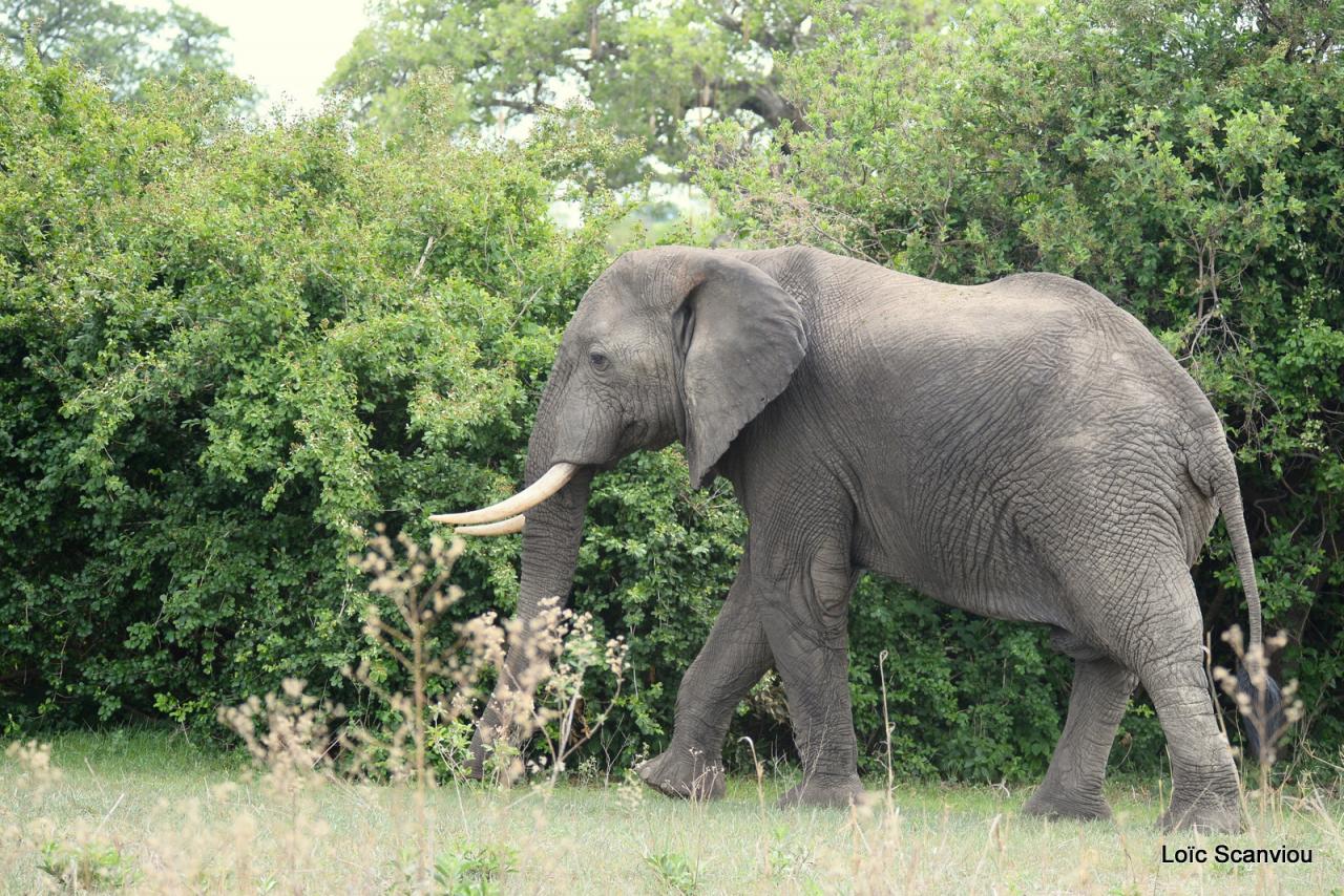 Eléphant (113)