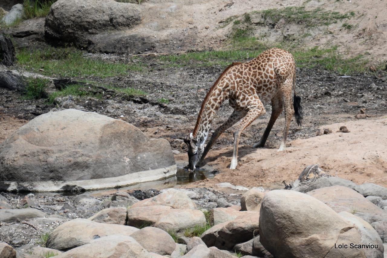 Ruaha (359)