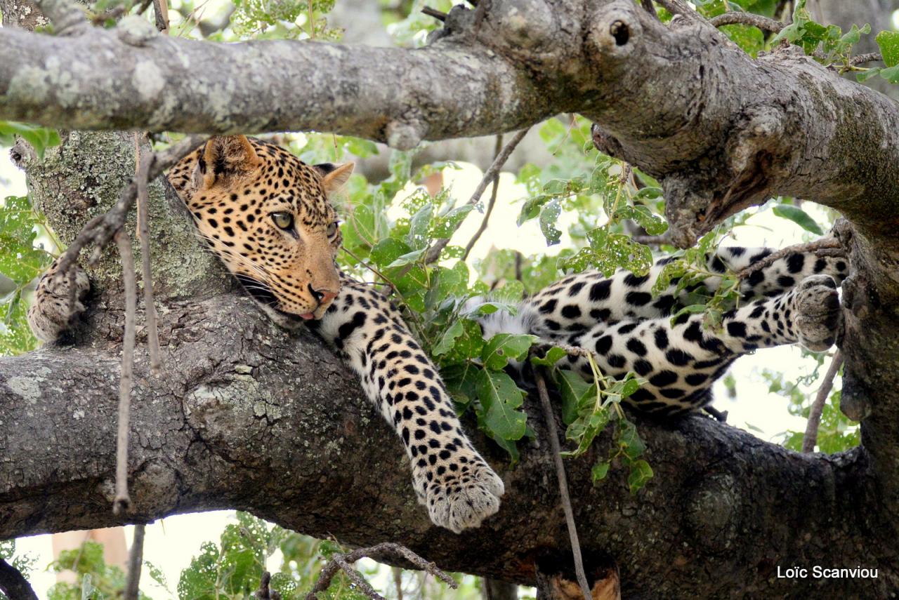 Léopard dans un arbre (15)