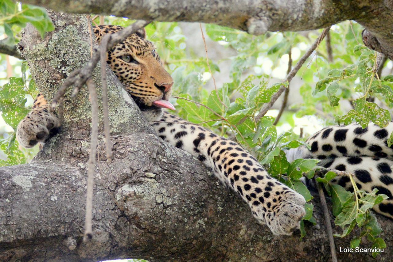 Léopard dans un arbre (16)