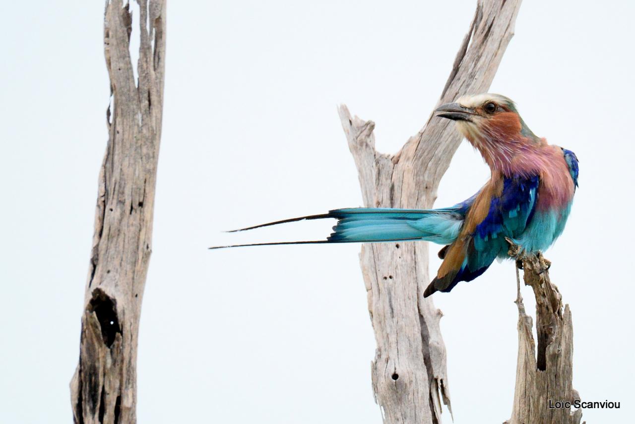 Rollier à longs brins/Lilac-breasted Roller (4)