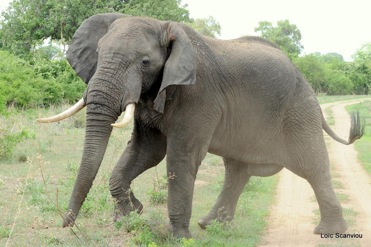 Eléphant (114)