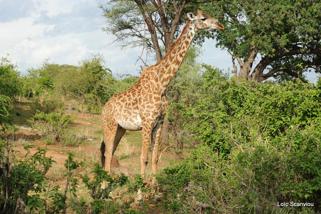 Girafe/Giraffe (12)