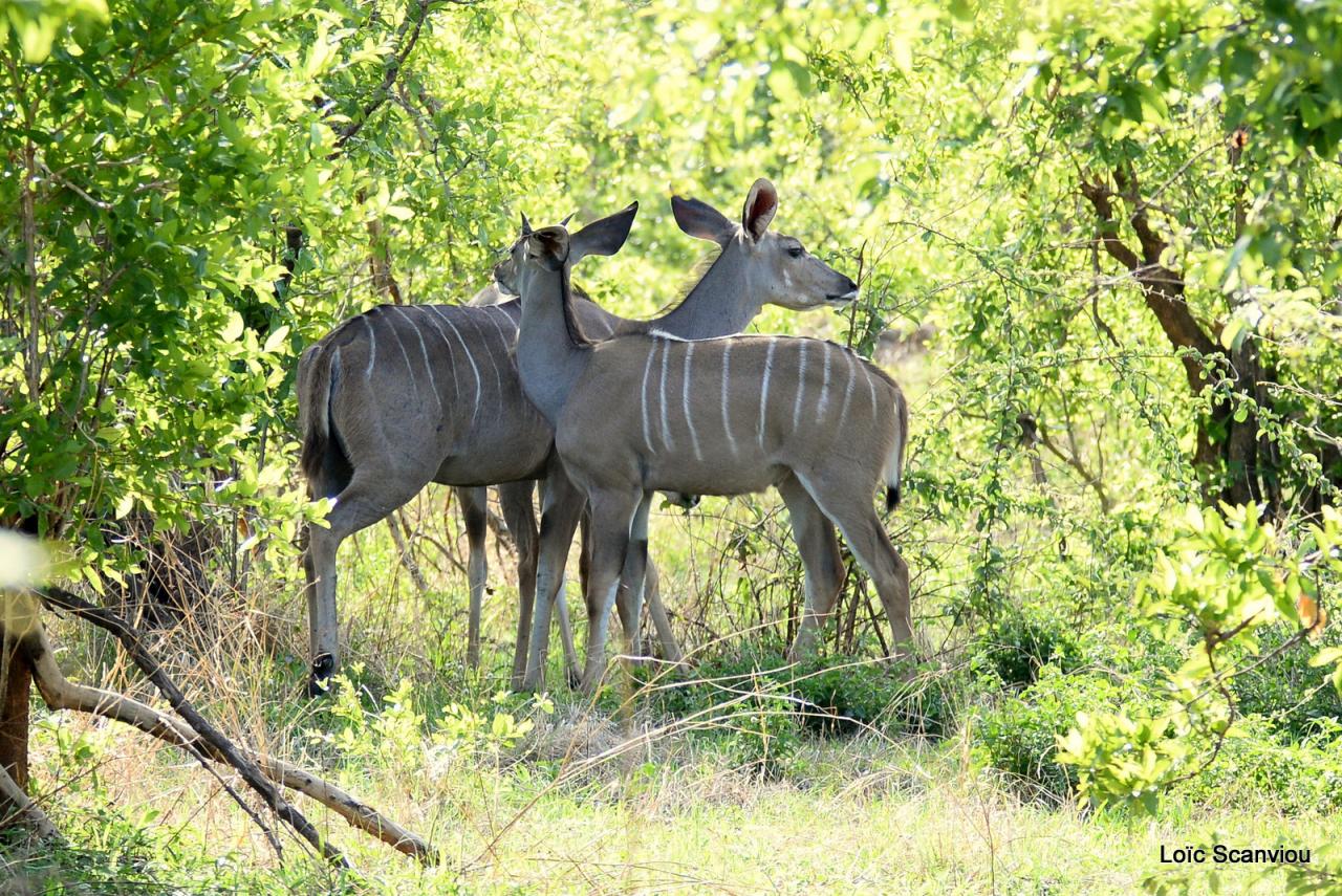 Grand koudou/Greater Kudu (8)