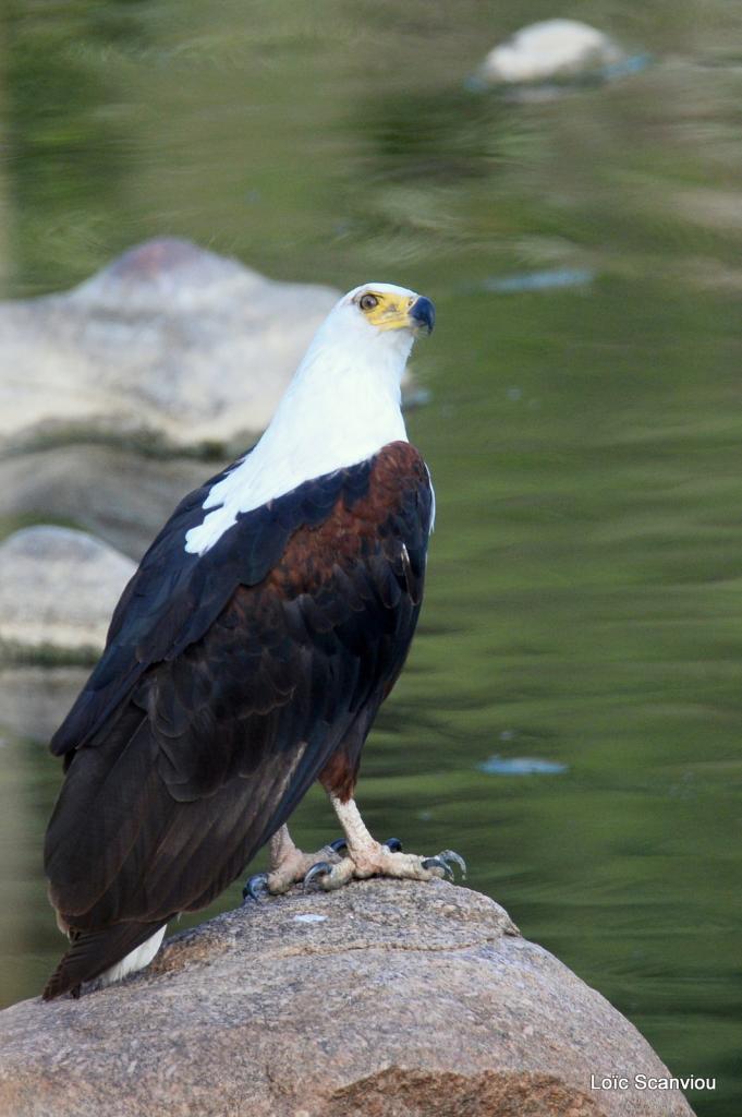 Aigle vocifère/African Fish Eagle (5)