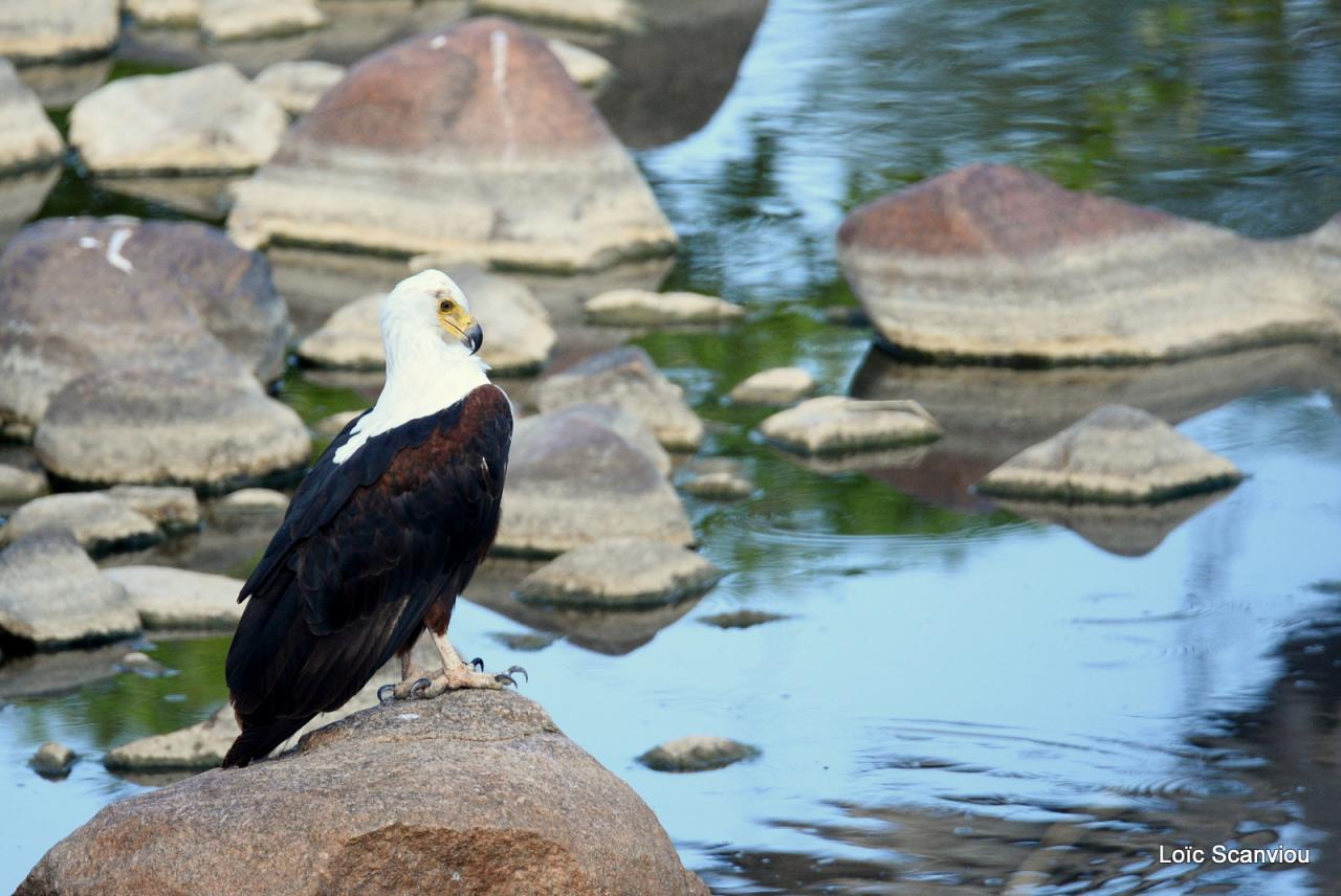 Aigle vocifère/African Fish Eagle (6)