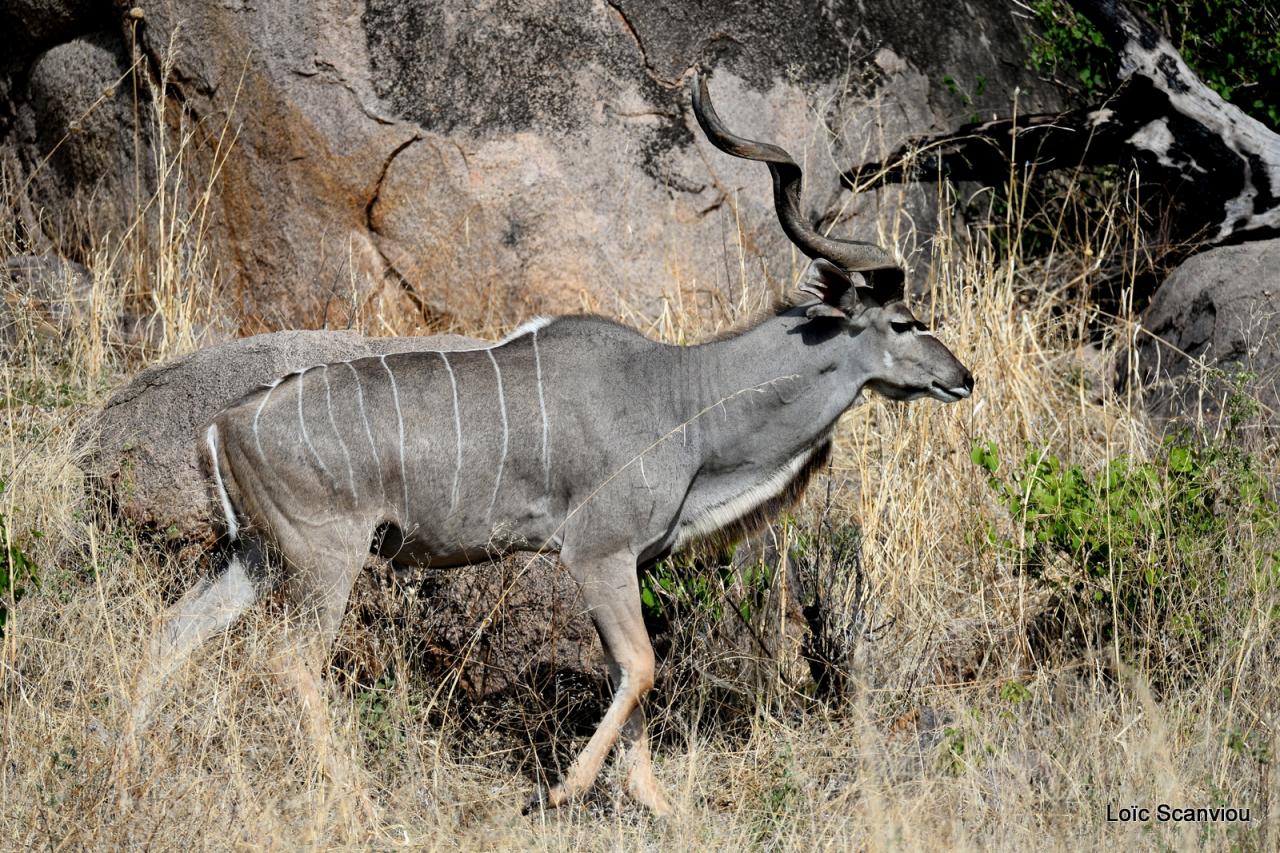 Grand koudou/Greater Kudu (9)