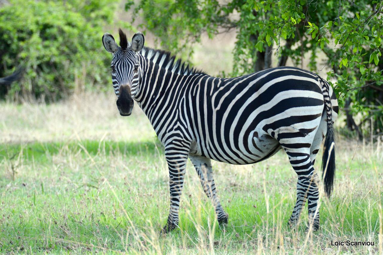 Zèbre/Zebra (5)