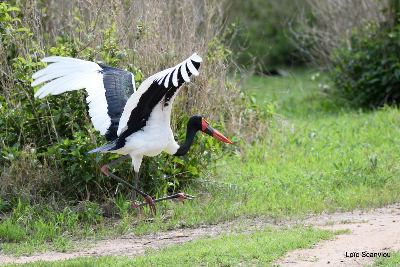 Jabiru d'Afrique/Saddle-billed Stork (4)