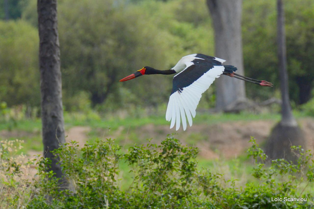 Jabiru d'Afrique/Saddle-billed Stork (5)