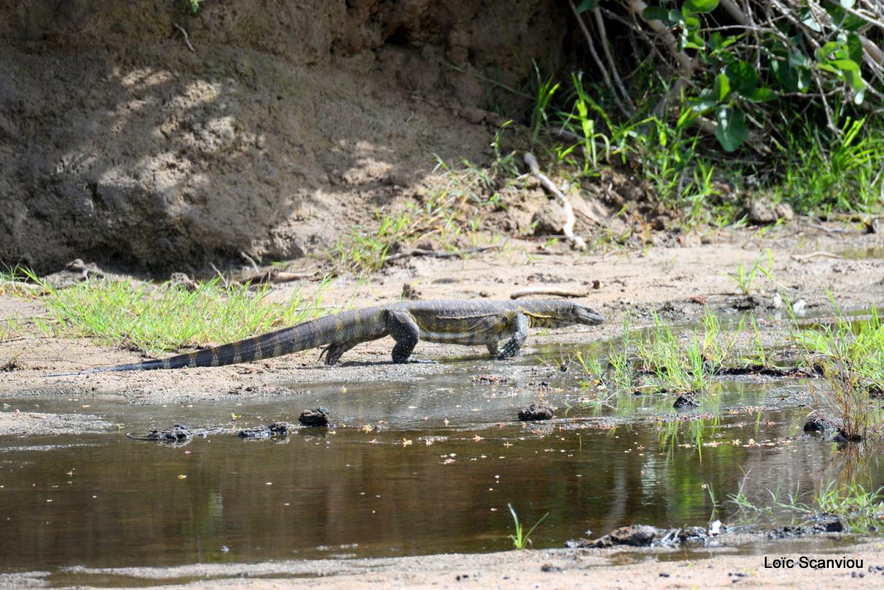 Varan du Nil/Nile Monitor (2)