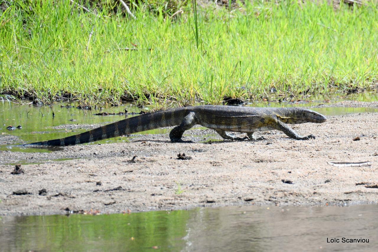 Varan du Nil/Nile Monitor (3)