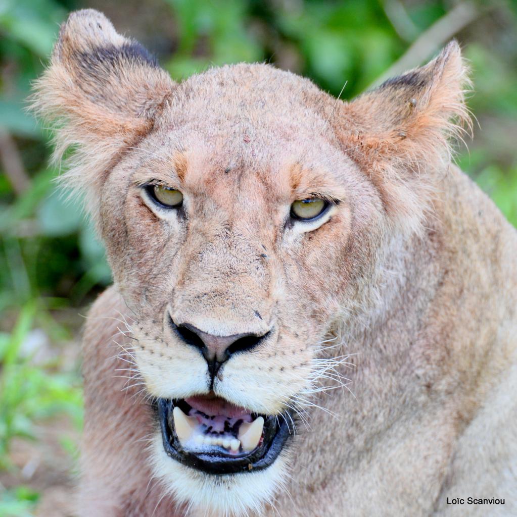 Lion (70)