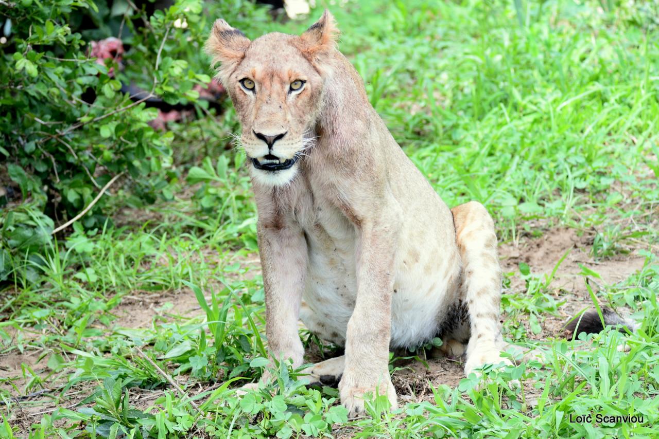 Lion (71)