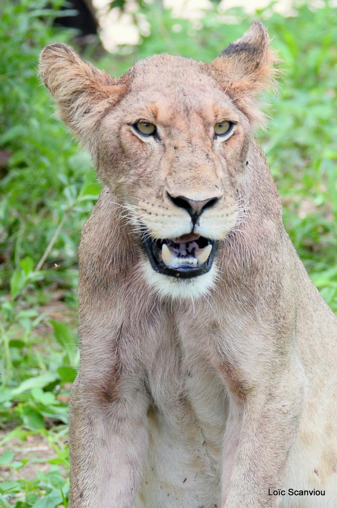 Lion (72)