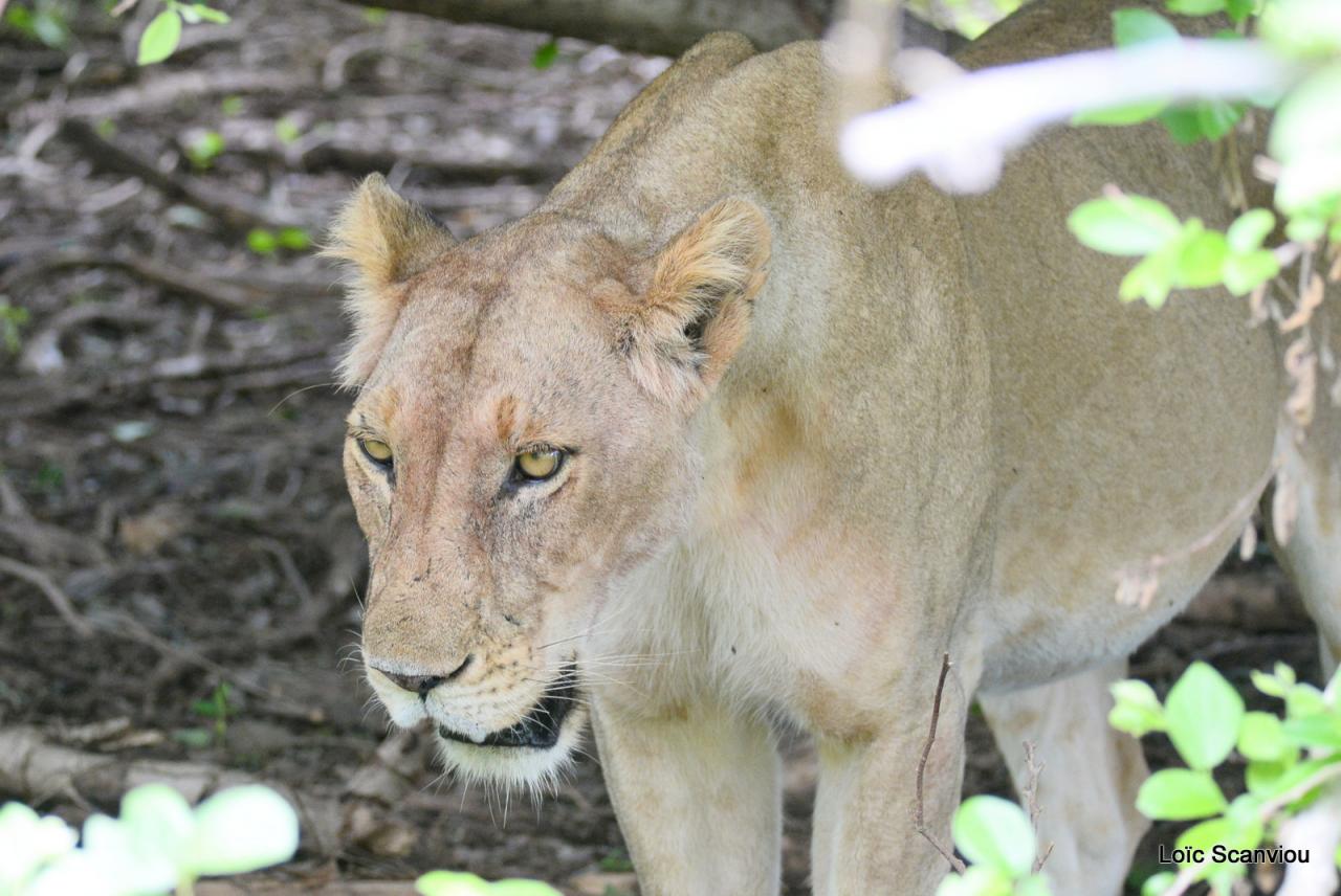 Lion (73)