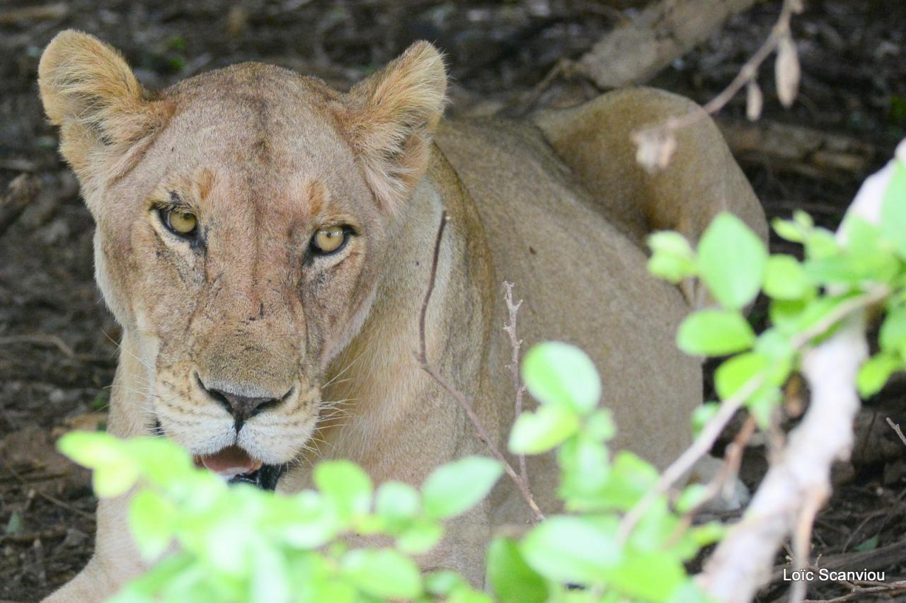 Lion (74)