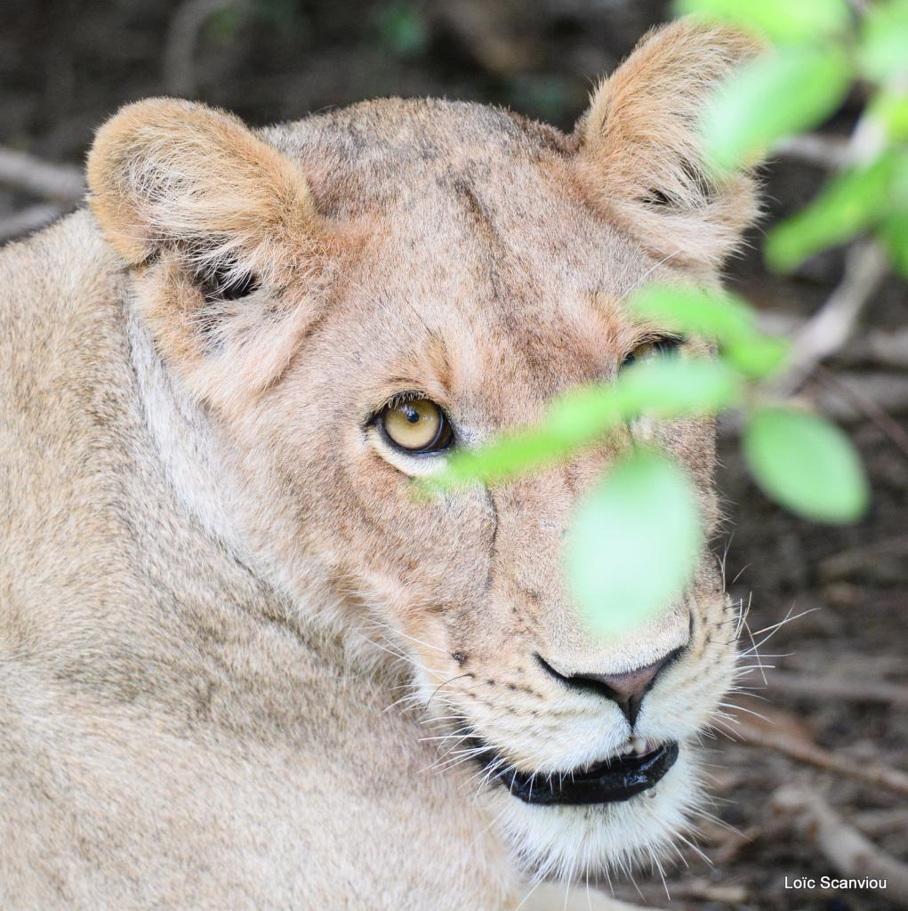 Lion (75)