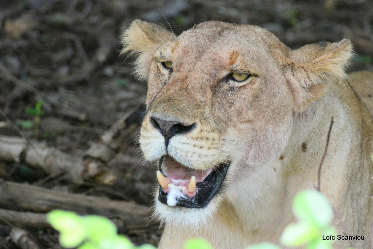 Lion (76)