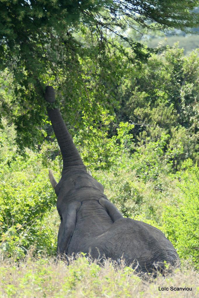Ruaha (383)