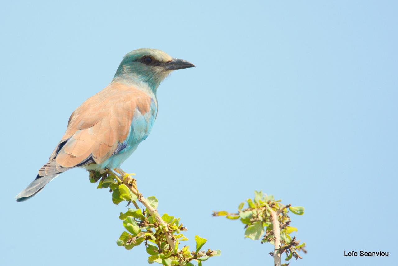 Rollier à longs brins/Lilac-breasted Roller (5)