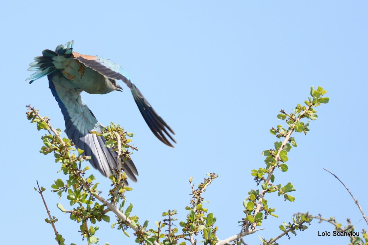 Rollier à longs brins/Lilac-breasted Roller (6)