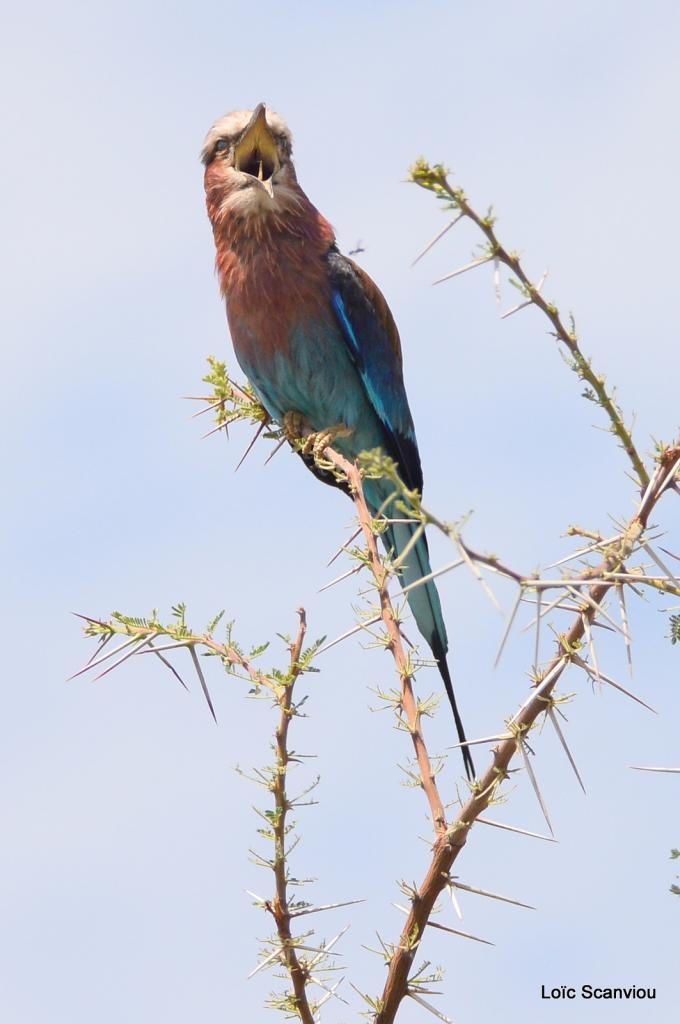 Rollier à longs brins/Lilac-breasted Roller (7)
