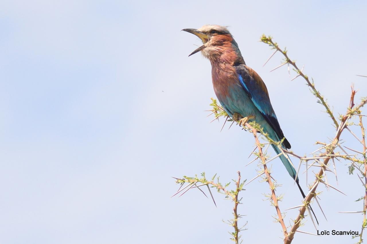 Rollier à longs brins/Lilac-breasted Roller(8)
