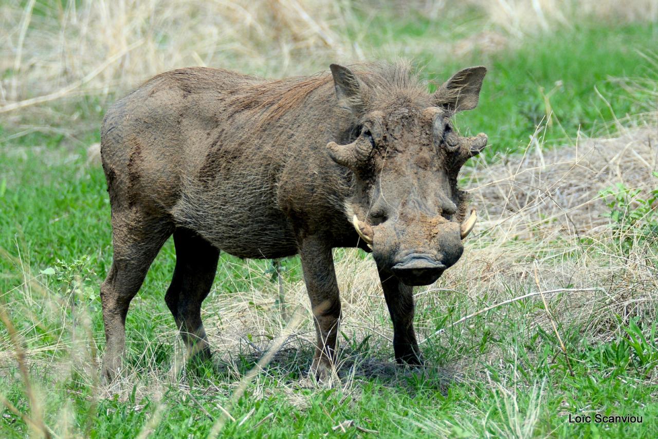Phacochère/Warthog (6)
