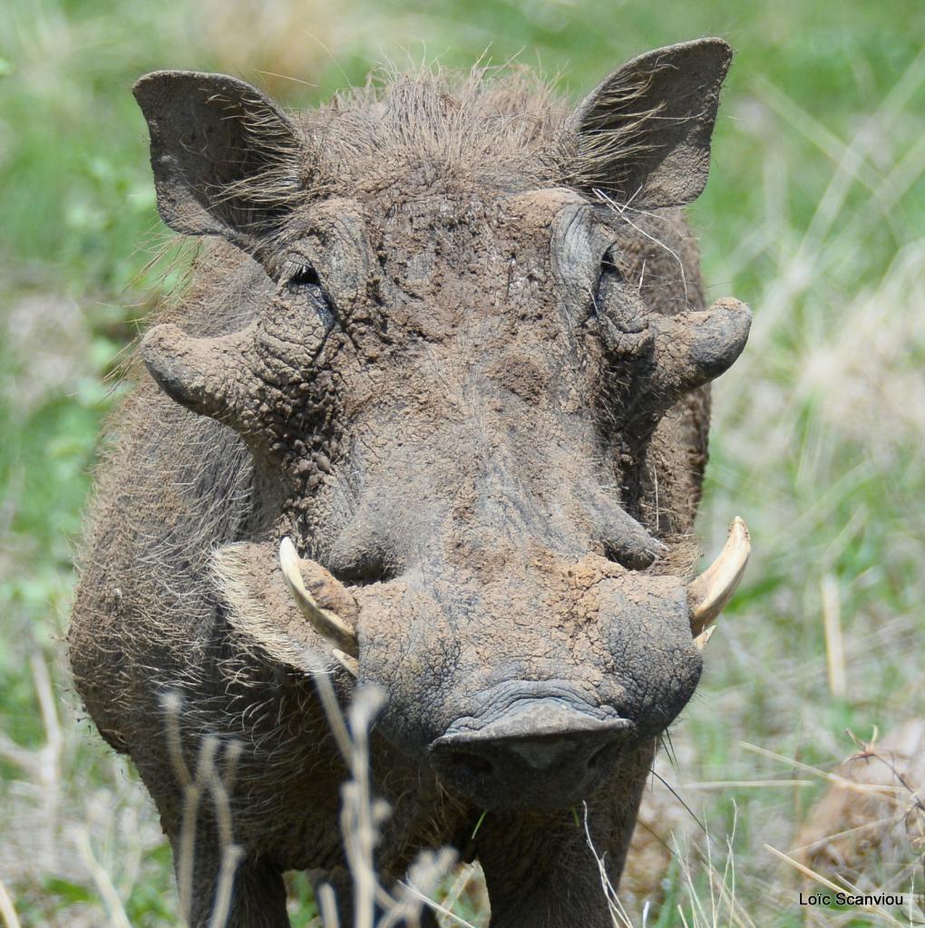 Phacochère/Warthog (7)