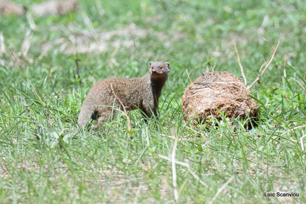 Mangouste rayée/Banded Mongoose (3)