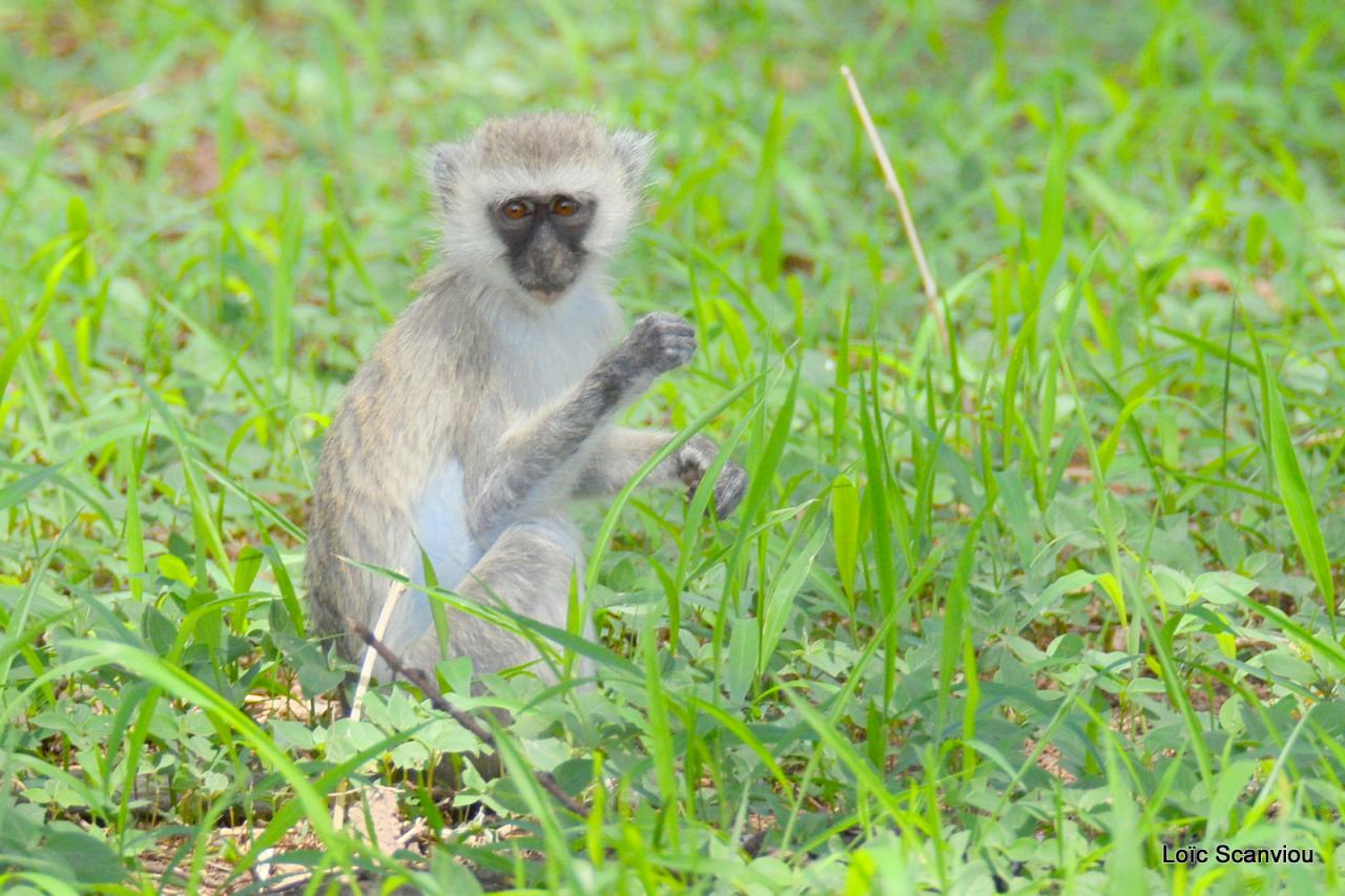 Vervet/Vervet Monkey (7)