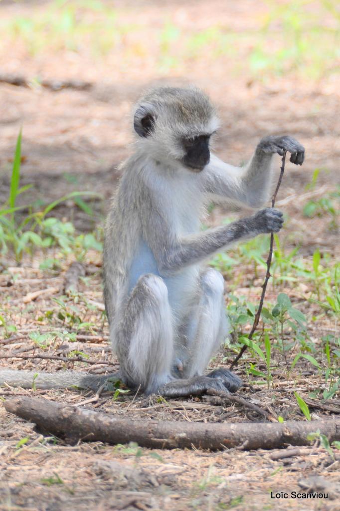 Vervet/Vervet Monkey (8)