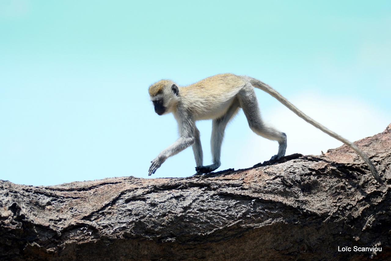 Vervet/Vervet Monkey (9)