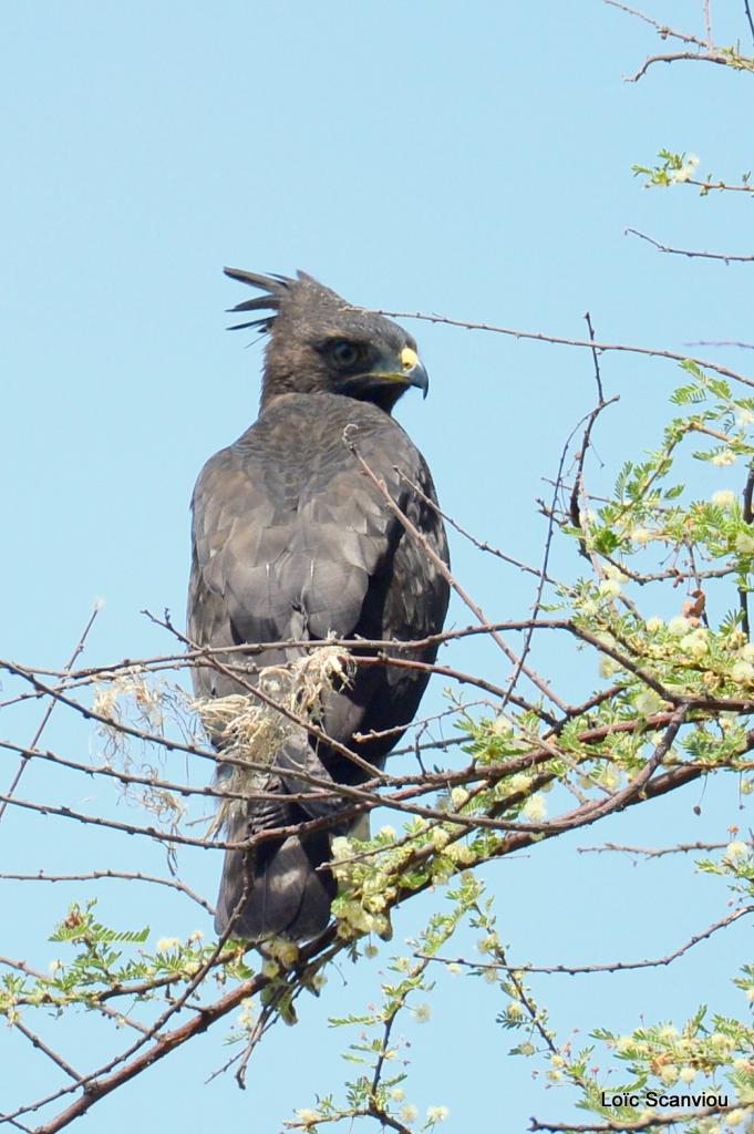 Aigle huppard/Long-crested Eagle (1)