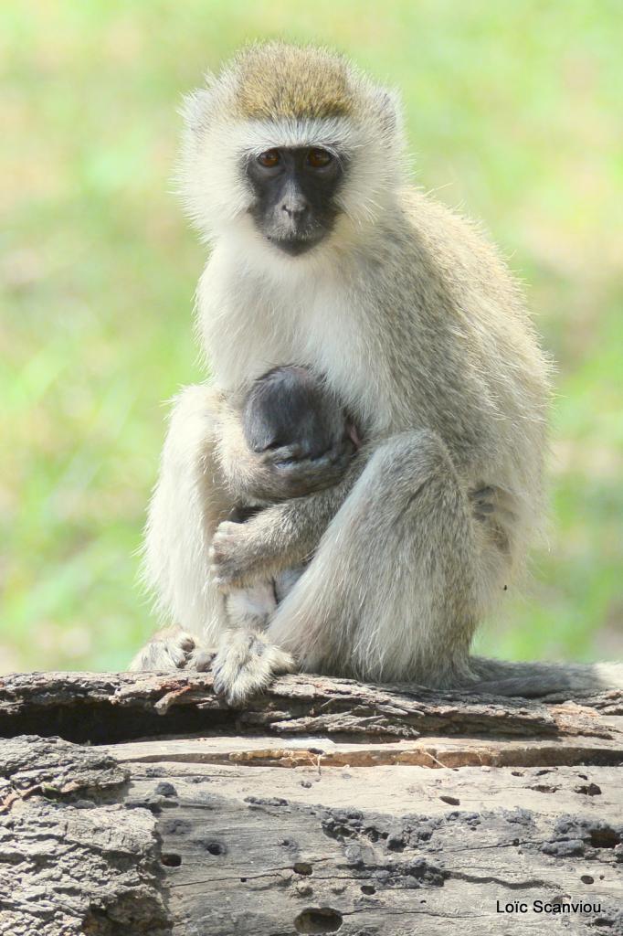 Vervet/Vervet Monkey (10)