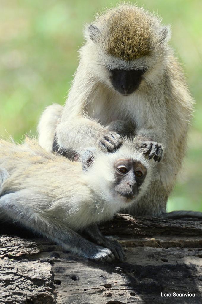 Vervet/Vervet Monkey (11)