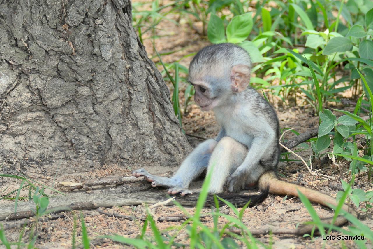 Vervet/Vervet Monkey (12)