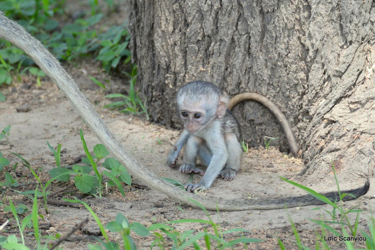 Vervet/Vervet Monkey (13)